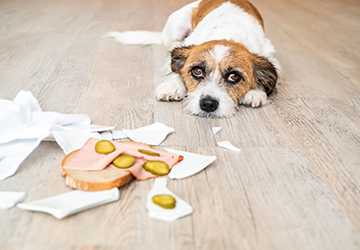 What Kinds of Foods are Toxic to Pets