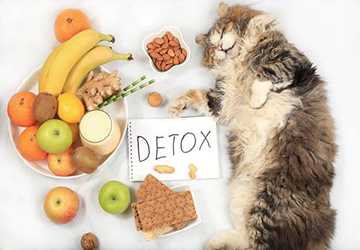 What Kinds of Foods are Toxic to Pets