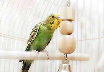 6 Tips to Ensure Your Birds Mental Stimulation and Happiness