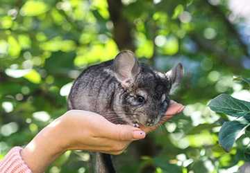 7 Reasons You Should Consider a Chinchilla as Your Unique Pet