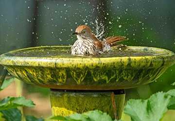 5 Essential Bird Grooming and Hygiene Practices You Must Know for Your Pet