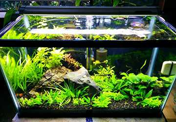 5 Best Things to Consider Before Setting Up Your First Aquarium