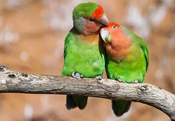 5 Best Things to Know Before Adopting a Pet Parrot