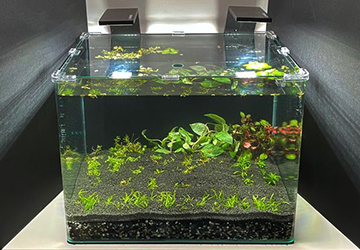 Cultivating a Thriving Underwater Oasis: 6 Essential Tips for a Healthy Aquarium Ecosystem