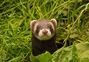6 Tips for Bonding with Your Pet Ferret