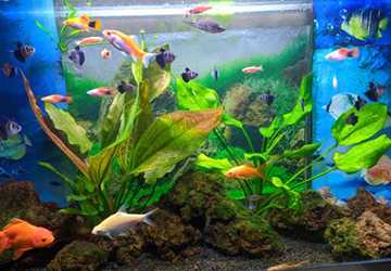 4 Amazing Features of Live Plants in Your Fish Tank