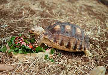 6 Tips to Create the Ideal Habitat for Your Pet Tortoise