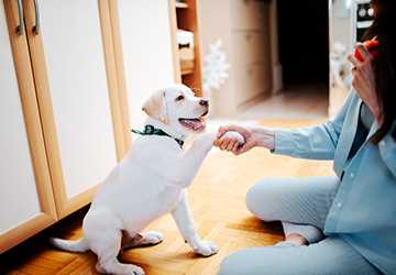 Top 10 Pets to Boost Confidence and Empowerment in Women