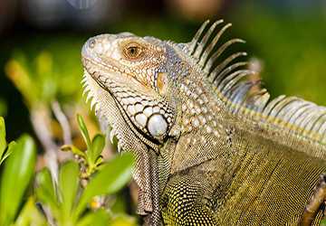 Top 10 Insects to Include in Your Reptiles Diet