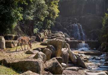 Top 10 Wildlife Sanctuaries to Visit for Animal Lovers