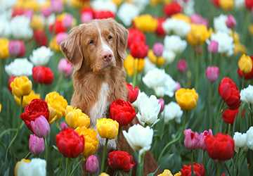 Top 10 Garden Plants Harmful to Grazing Pets: What to Watch Out For