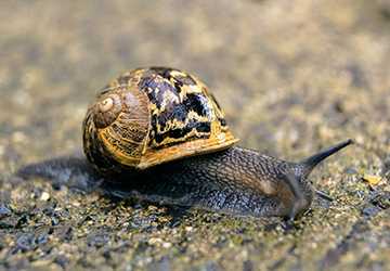How to Properly Care for Pet Snails: Essential Tips