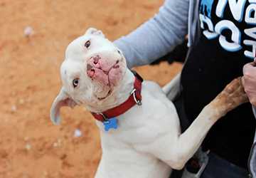 How to Teach Sign Language to Hearing-Impaired Pets