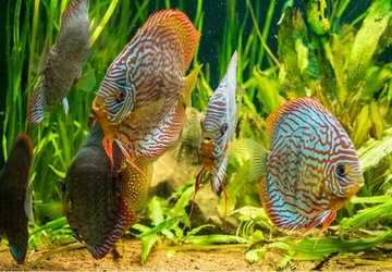 Top 10 Rarely Seen Aquatic Creatures for Advanced Aquariums