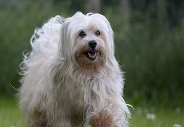 Top 10 Breeds for Those Allergic to Cats and Dogs